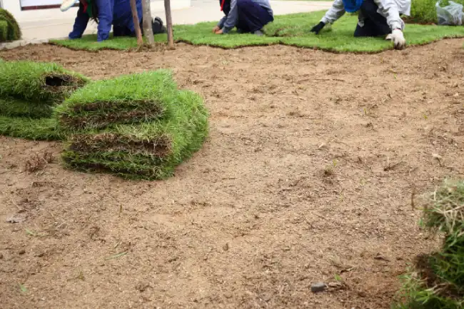 Affordable Sod installation in Beaverton, OR