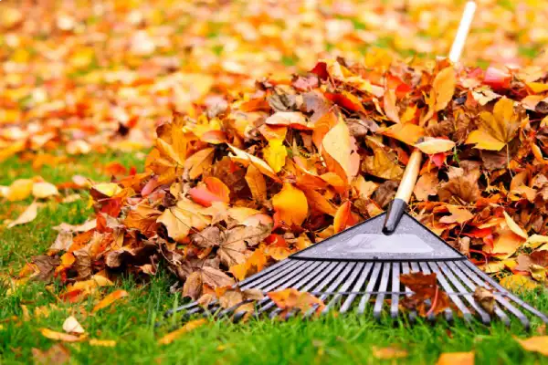 Reliable yard cleanup in Beaverton OR